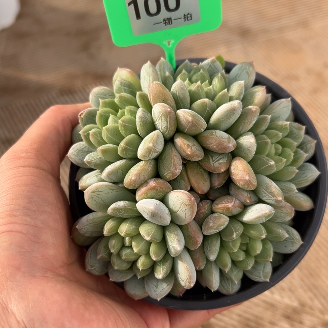 P***x100、发发发吃吃吃尺寸