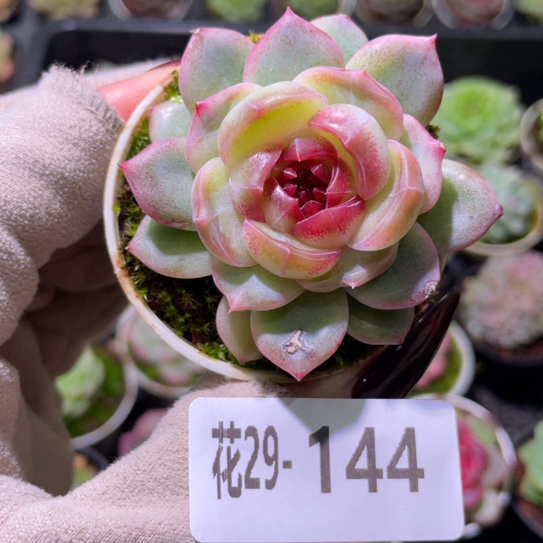 花利美29-144新品