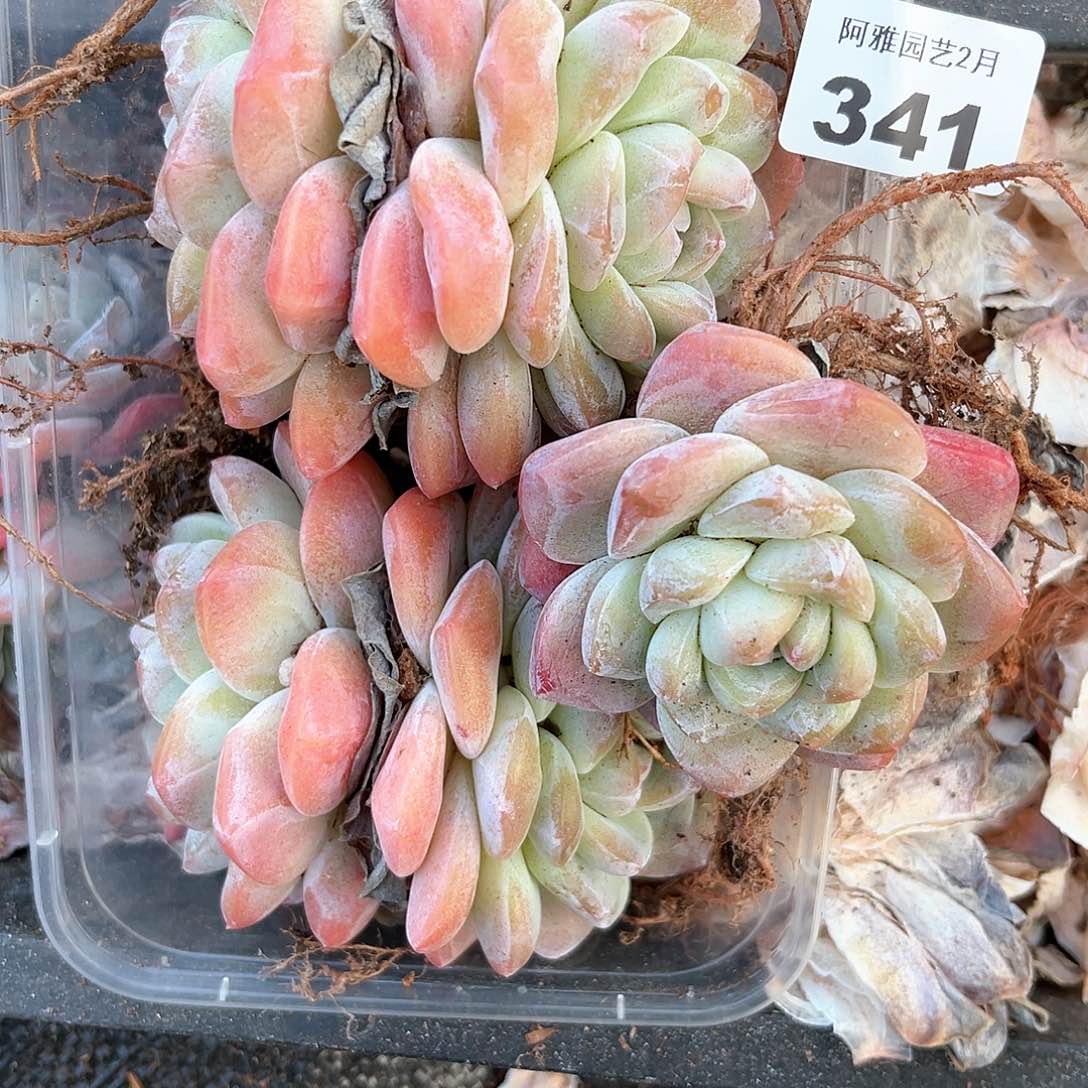 阿雅园艺。             341