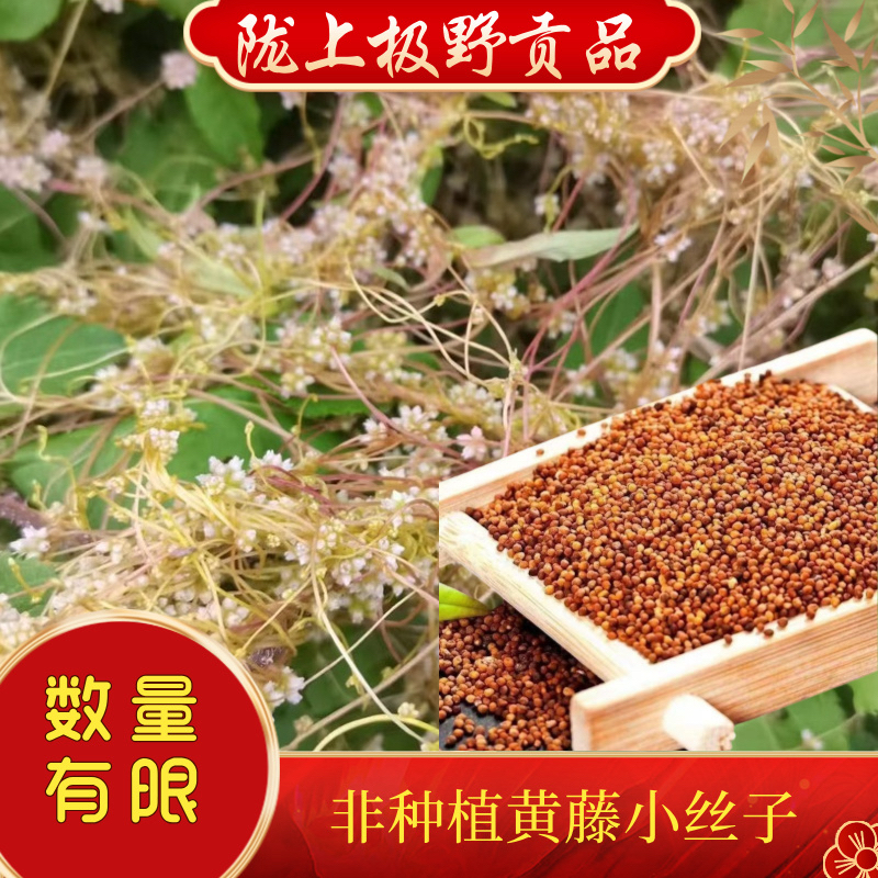 甘肃高原非种植小丝子500克包邮