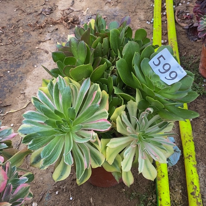 599歪装光辉多肉000