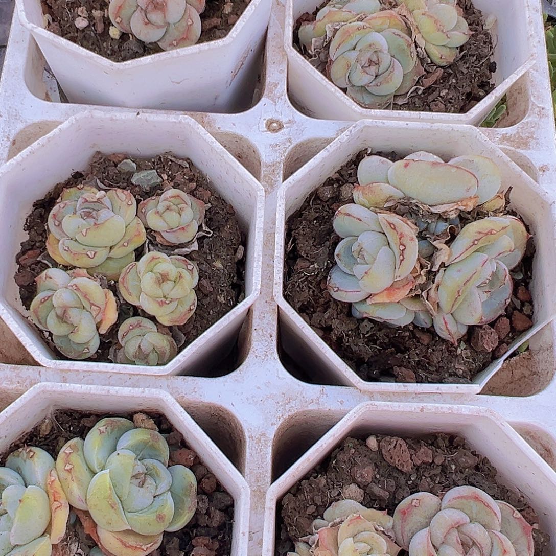 胖虎群2颗19包邮多肉