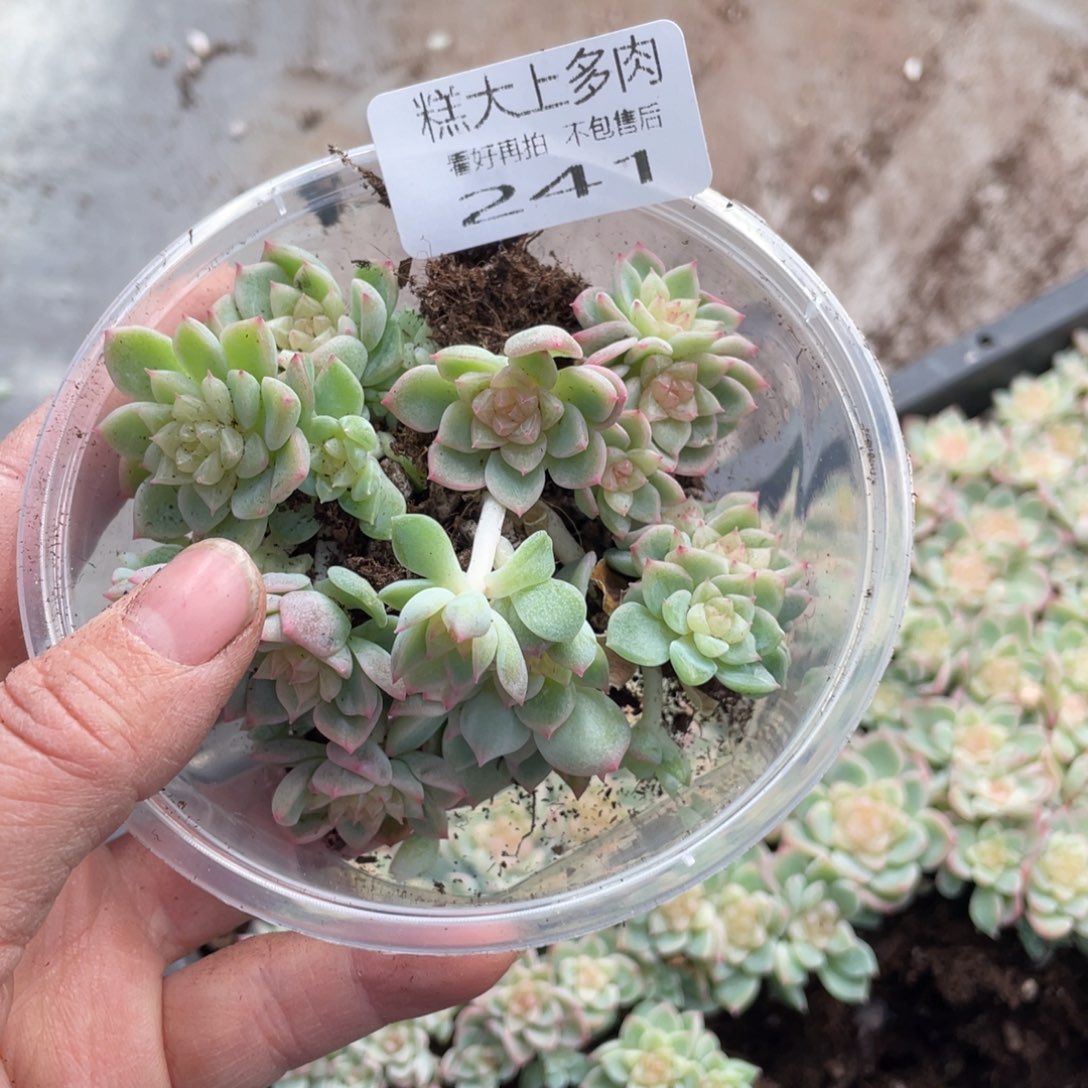 x***a糕大上多肉植物241