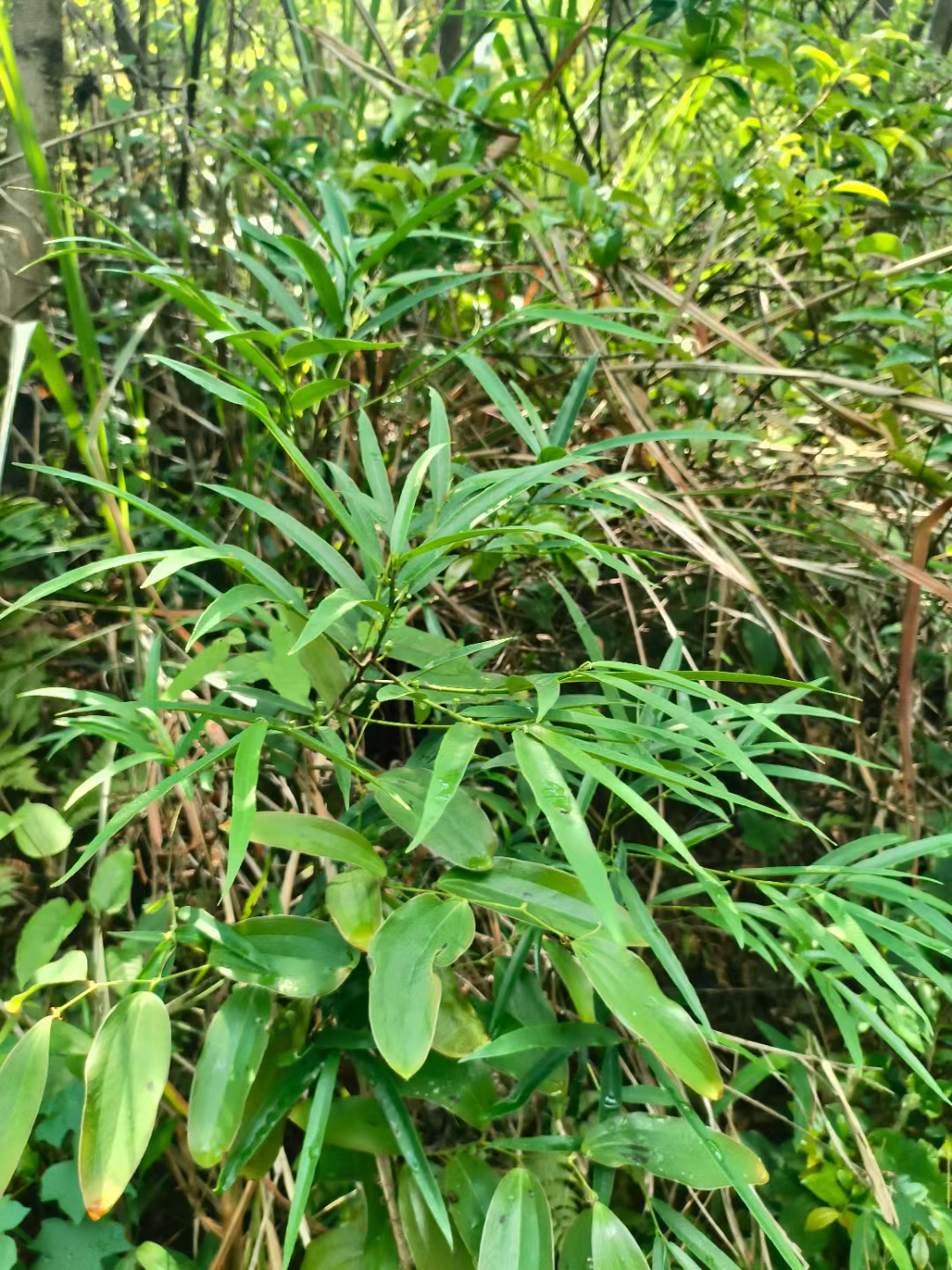 粤北野生白花牛奶树根干货