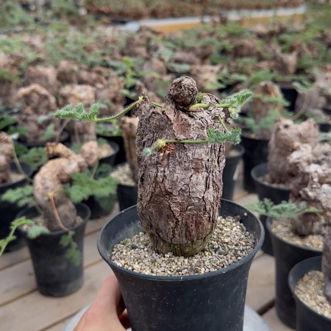 枯木洋葵块根植物