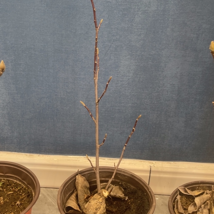 少量花朵（建议范围：2朵-5朵 或40%以下）