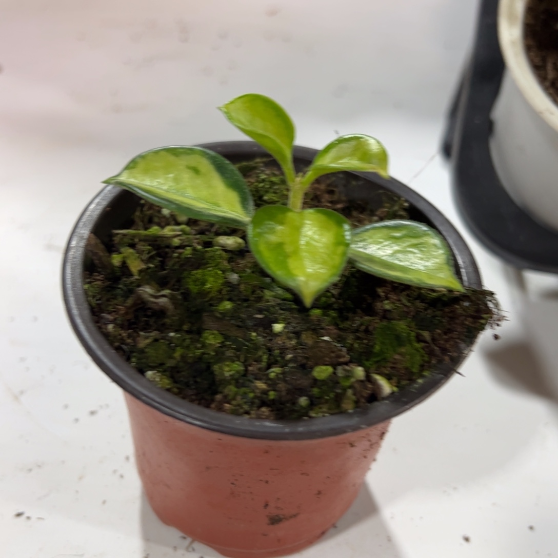 用***5无花朵南方内锦球兰