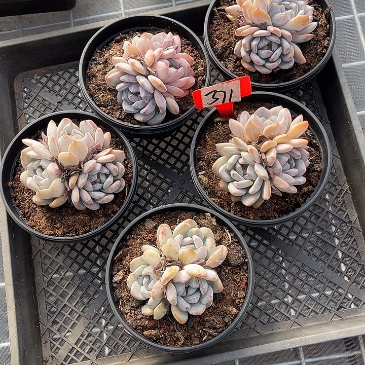 紫皮石榴籽星影371