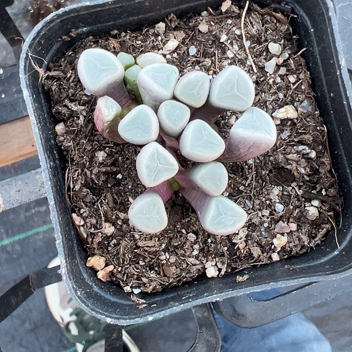 凉*?五十铃玉精品多肉植物