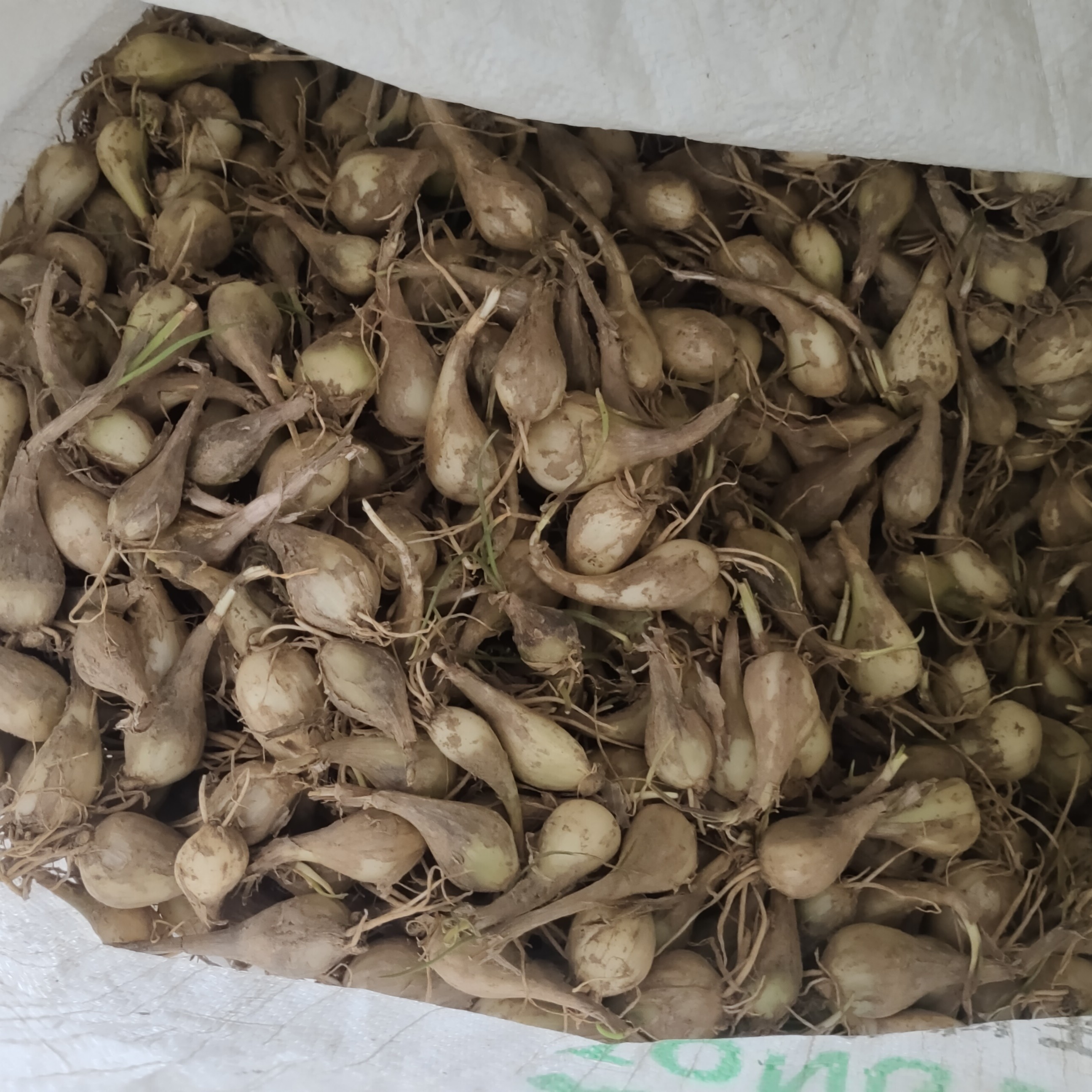湘西新鲜现挖叫头无叶农家自种可泡菜可腌制