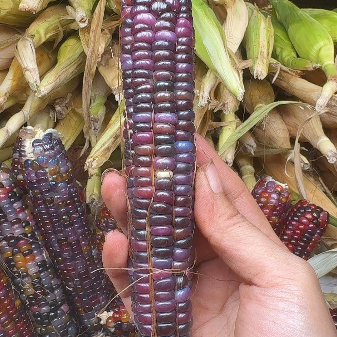 陪***老梦之城梦宝1号新品