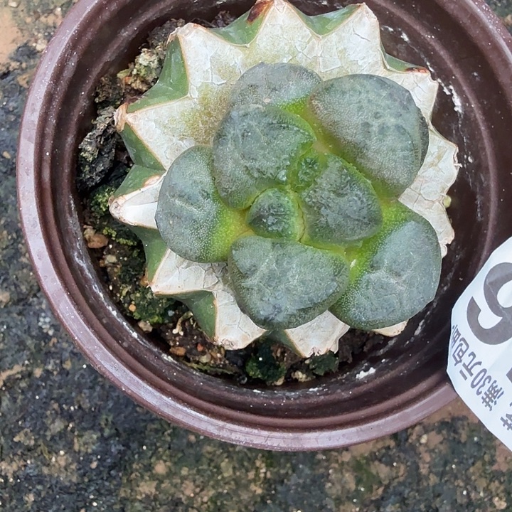 无花朵216光面连山东八