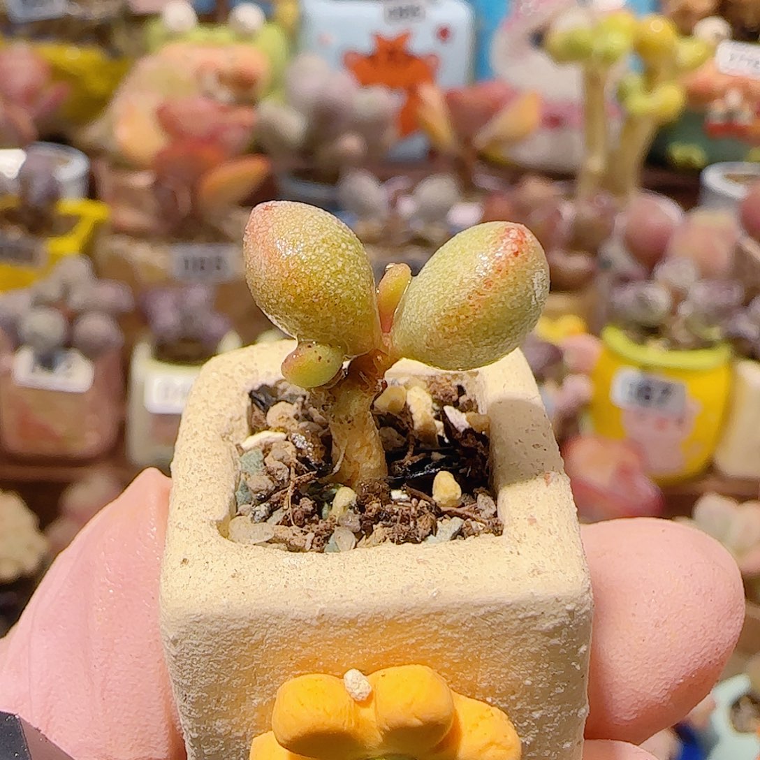 T可爱萤火虫盆口1.5cm