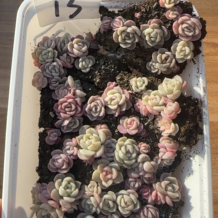 13王者系列种播苗一盒