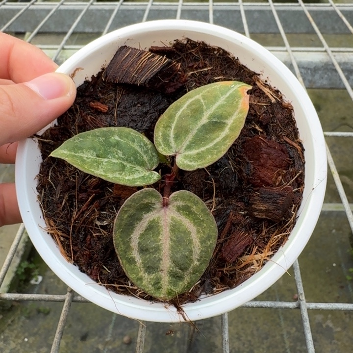 完全开放14号粉紫杂