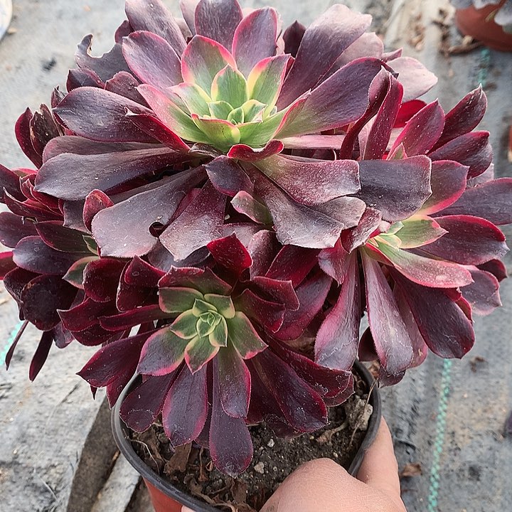 729金丝多肉植物