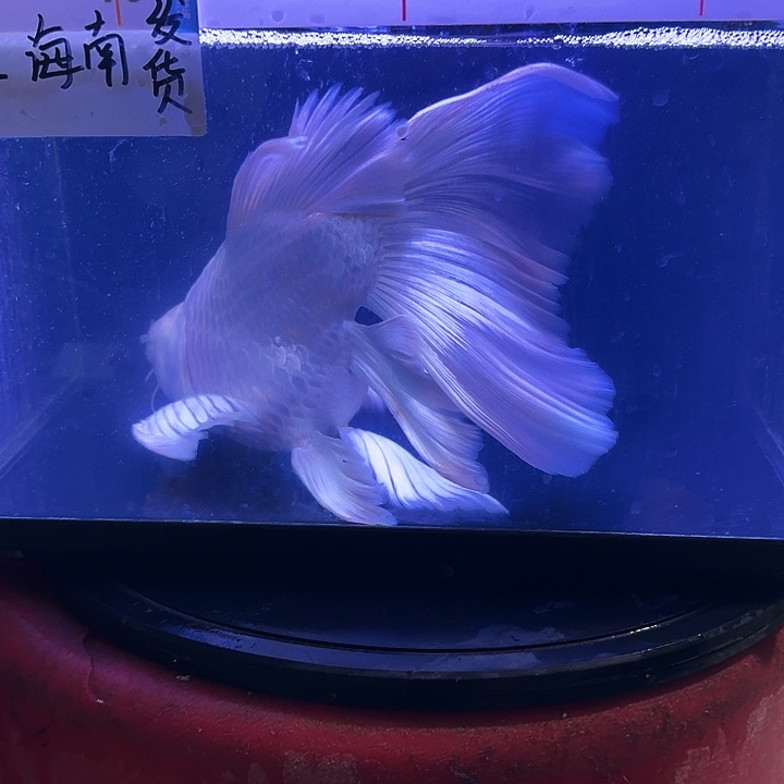 帅***木蝴蝶鲤鱼蝴蝶鲤158