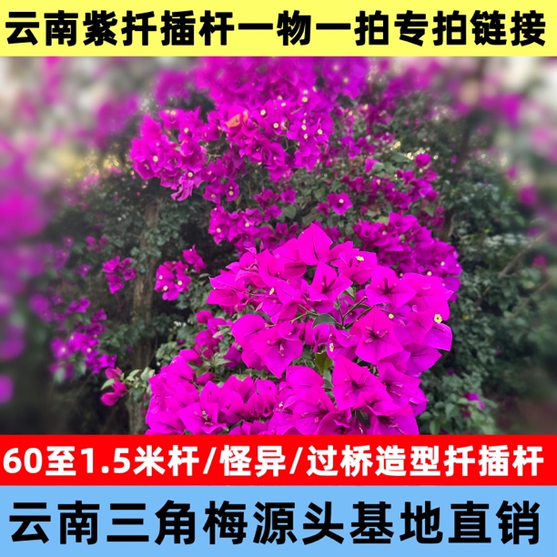 60至1.5米造型云南紫扦插杆无土无花无叶枝干破皮正常介意勿拍