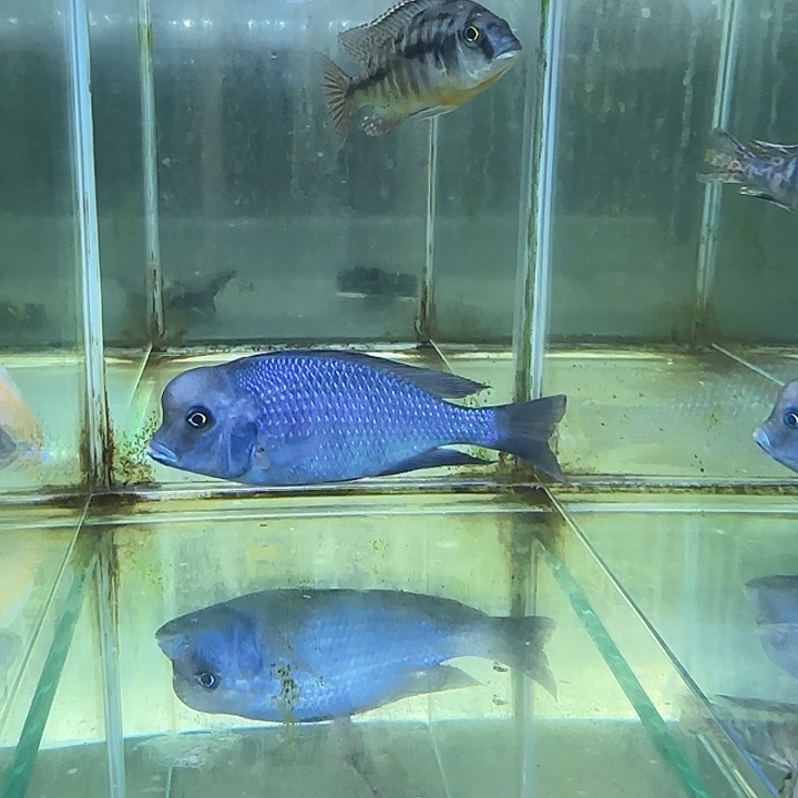 金***8海水鱼47，号111111111