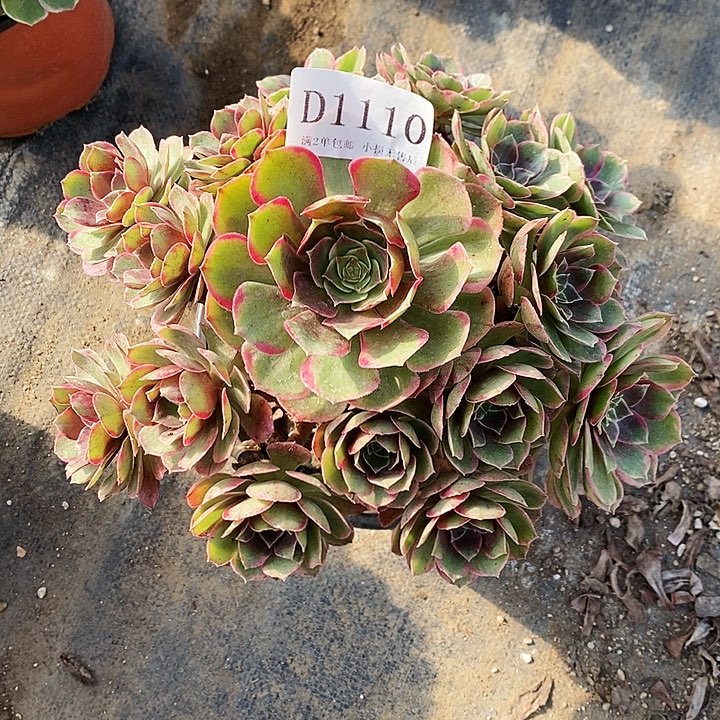 1110夜宴多肉植物
