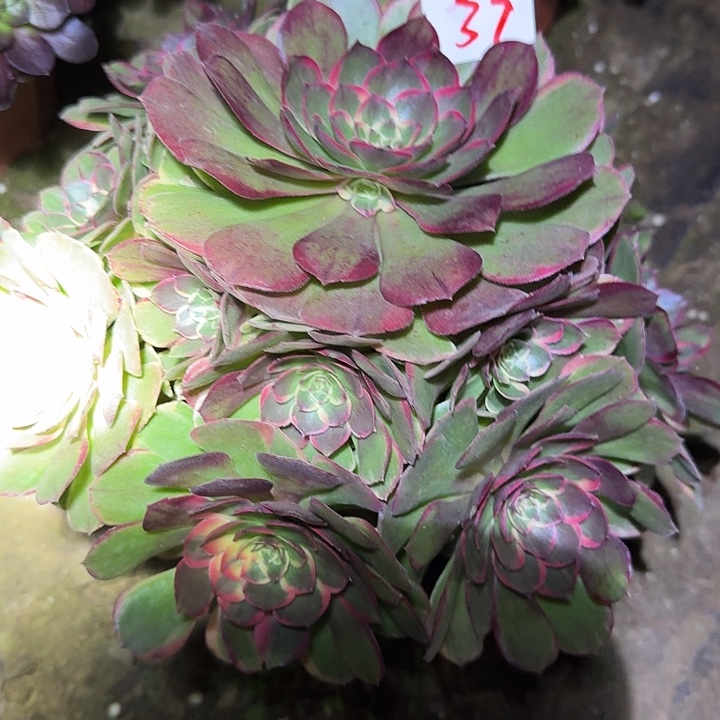 ****敏精品粉花妖老桩亏本福利37