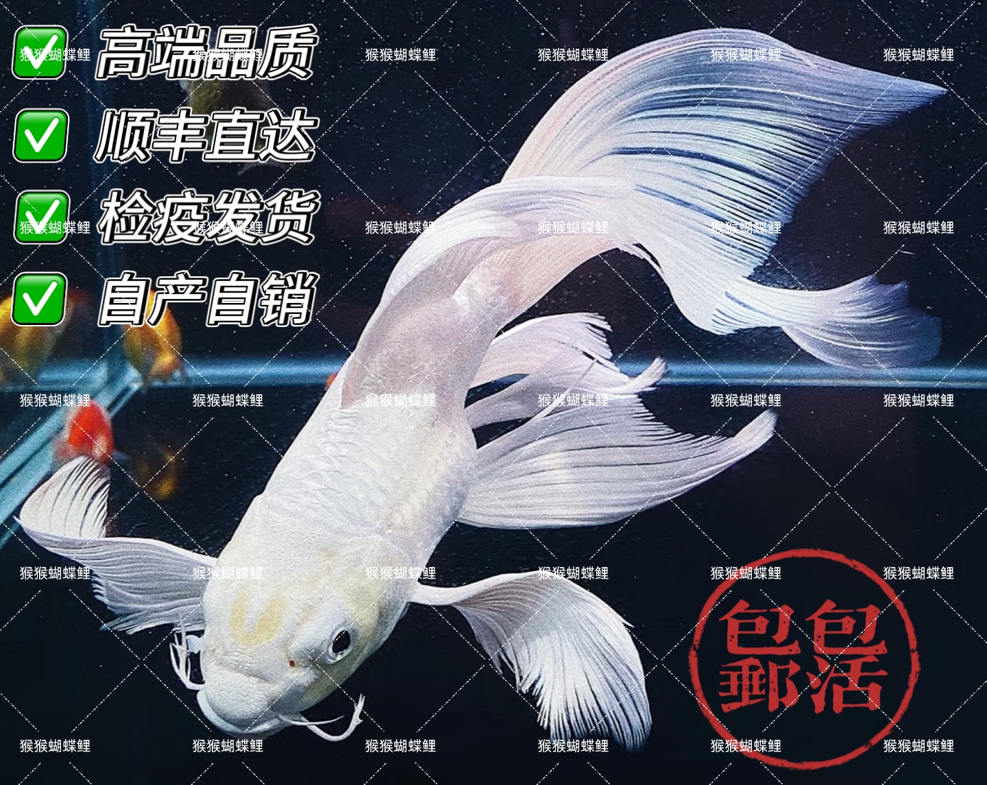 ①主播改价专用-【猴猴蝴蝶鲤】