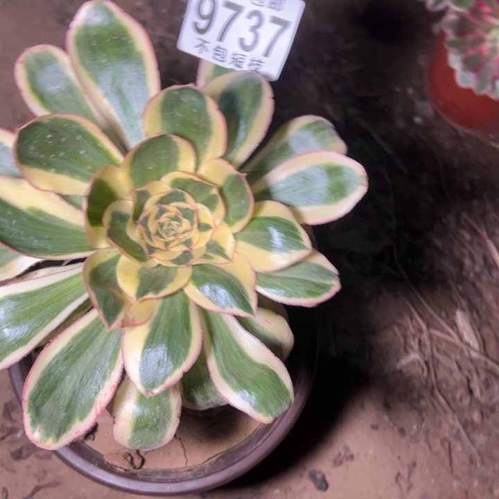 燕姿锦多肉植物法师9737