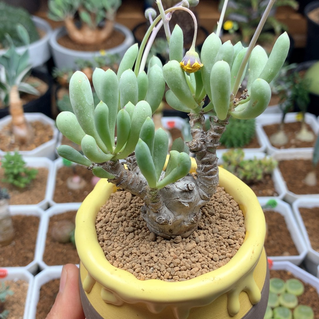 卡拉菲厚敦菊多肉福利