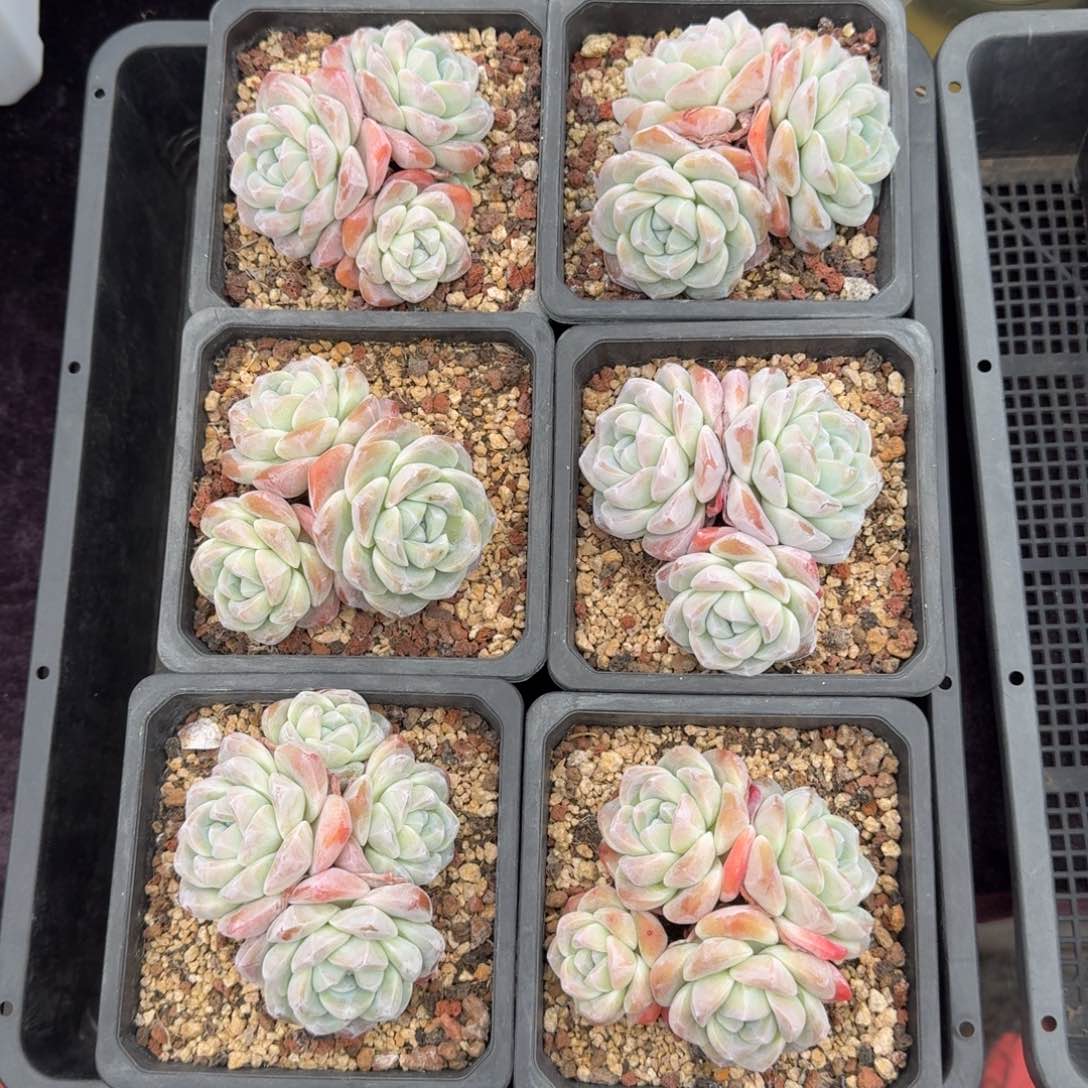 6颗一起一物一拍