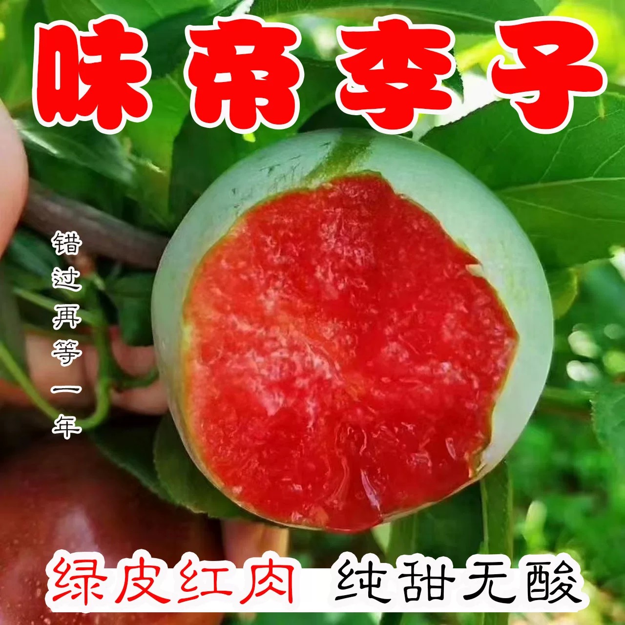 【京东发货】味帝恐龙蛋红心大李子新鲜现摘现发