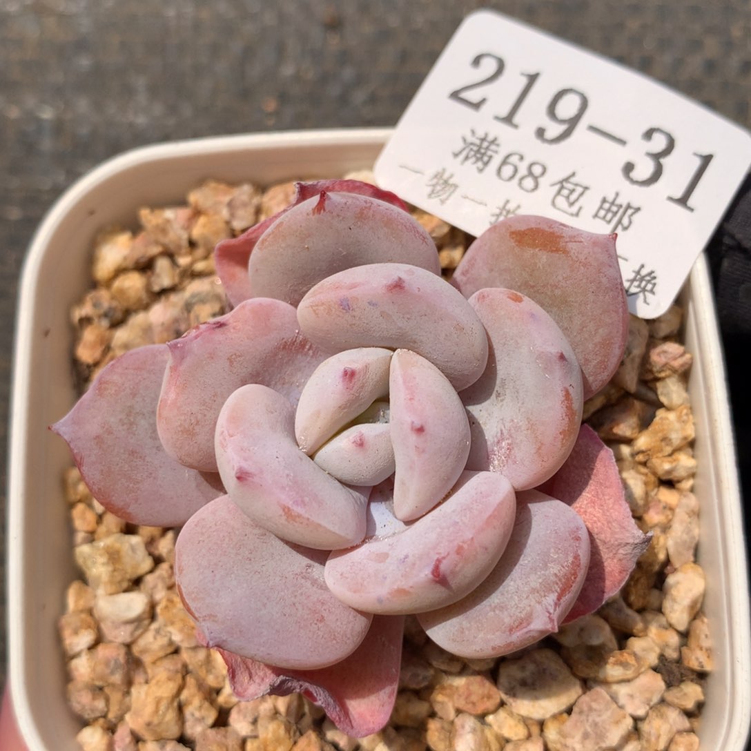 31。奶茶4.5cm。一物一拍。