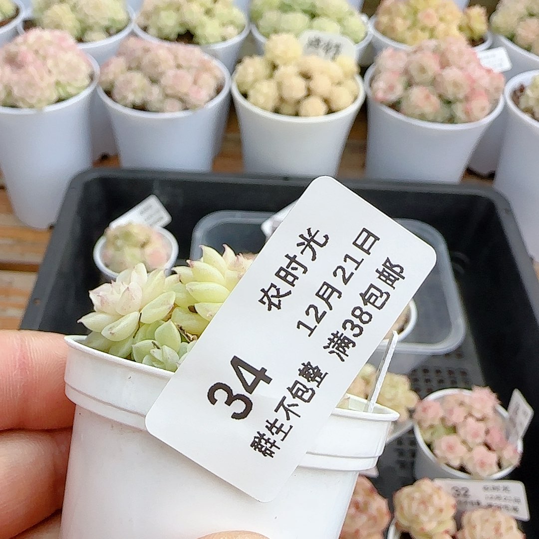 是***a1221-34（m1-126-2）优选多肉