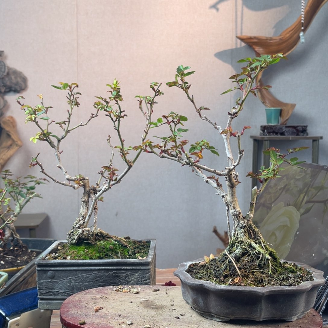 小***高少量花朵（建议范围：2朵-5朵 或40%以下）