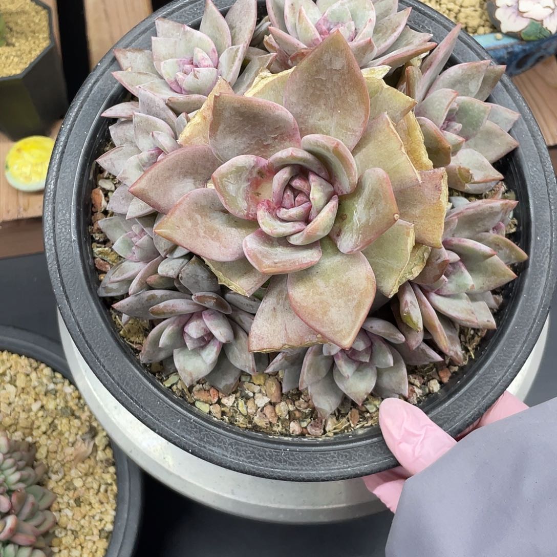 大瑕疵德国香槟，手捧，11头，介意慎拍，瑕疵点不作为售后范围