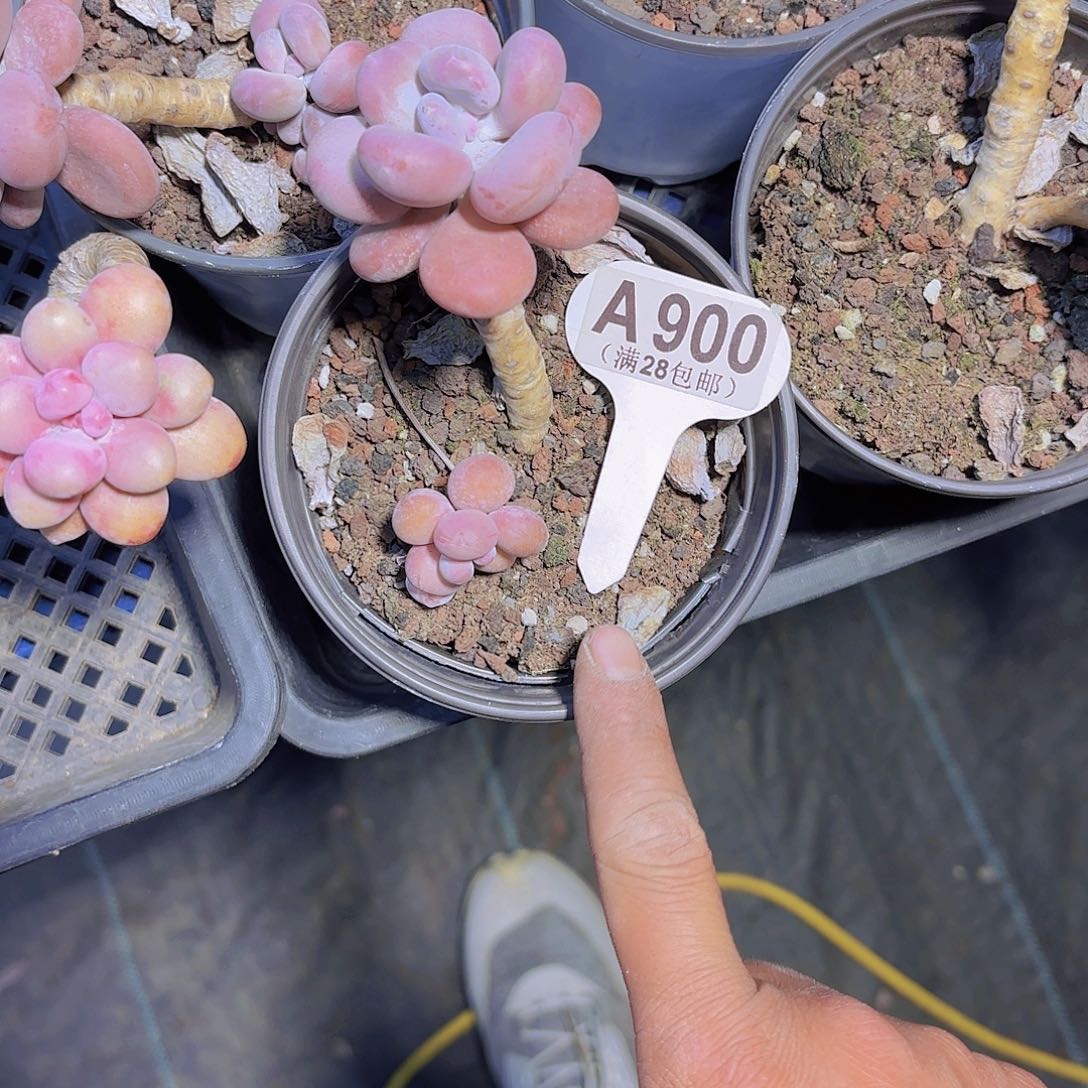 A900蛋黄奶一物一拍