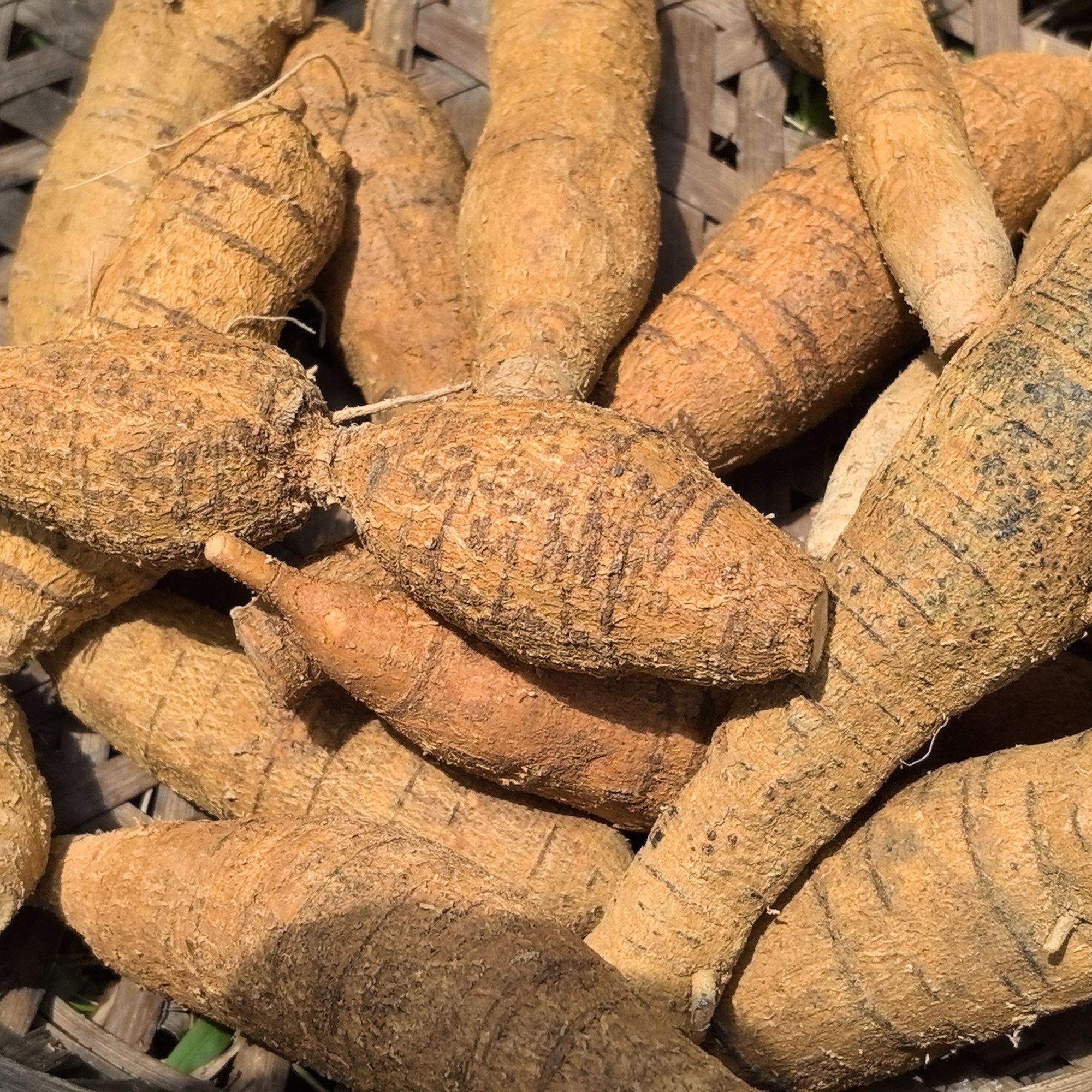 深山野生自挖新鲜十年老身粉质牛大力带皮农家土特产煲汤煮水泡酒