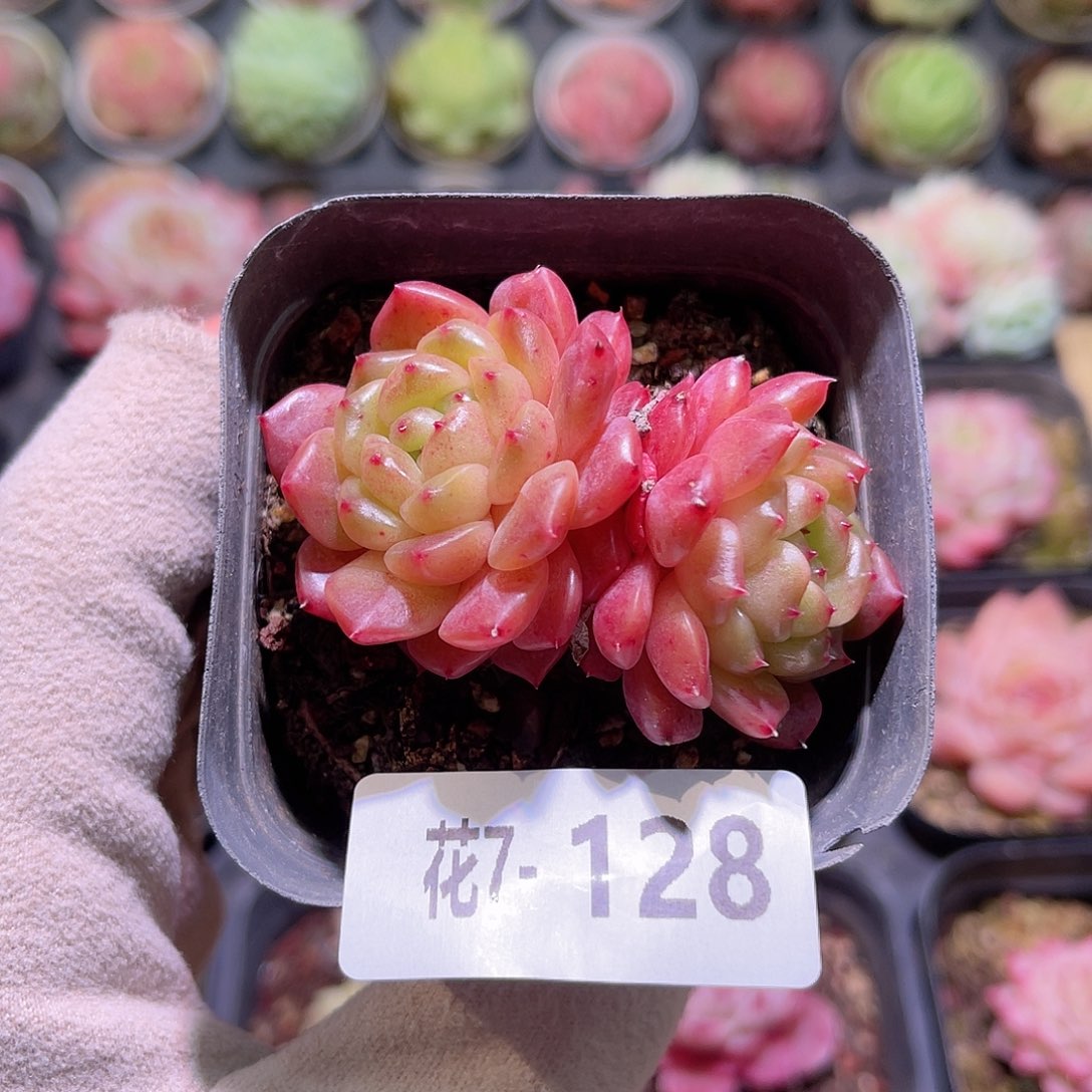 花利美7-128灵翠双头