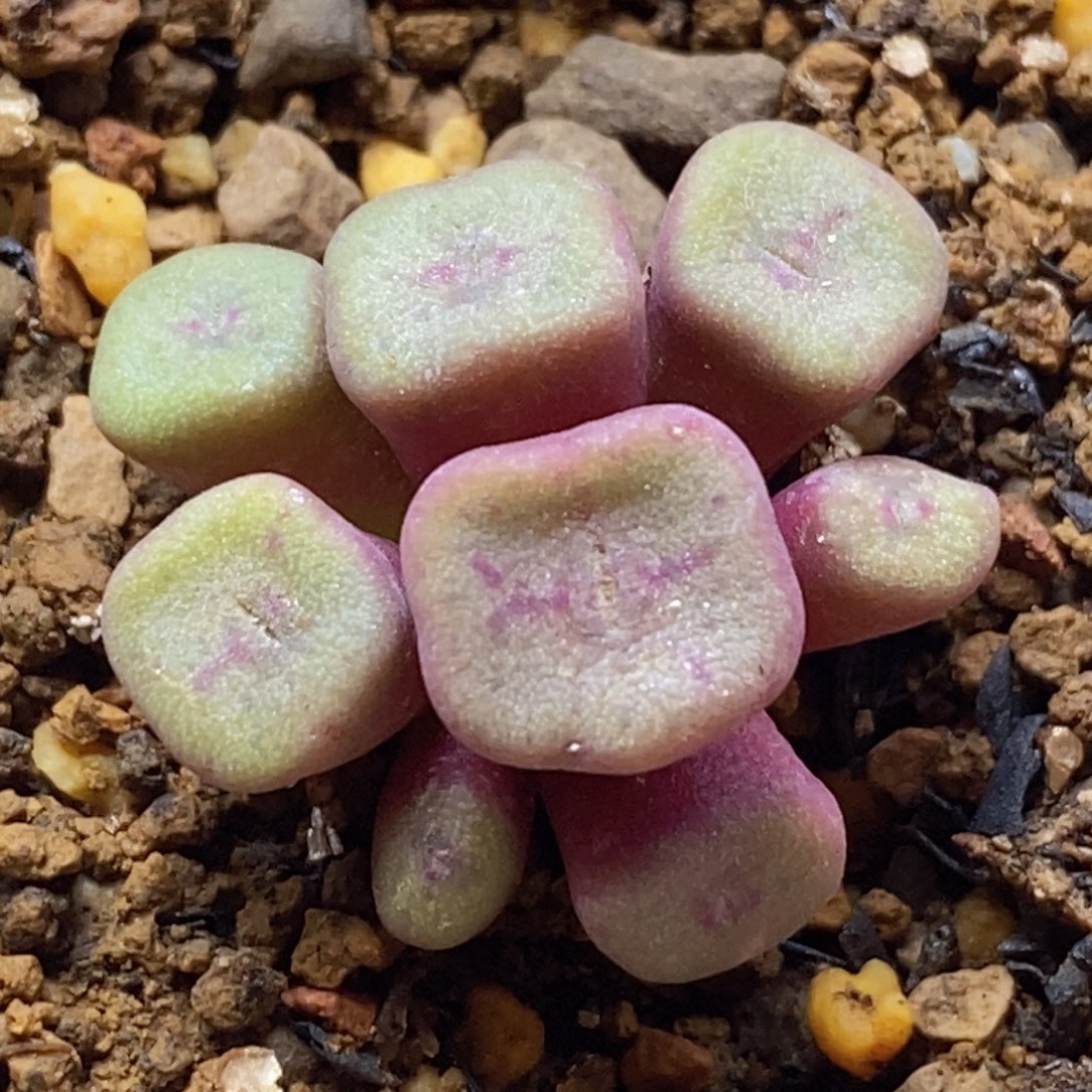 群生紫罗兰群生紫罗兰