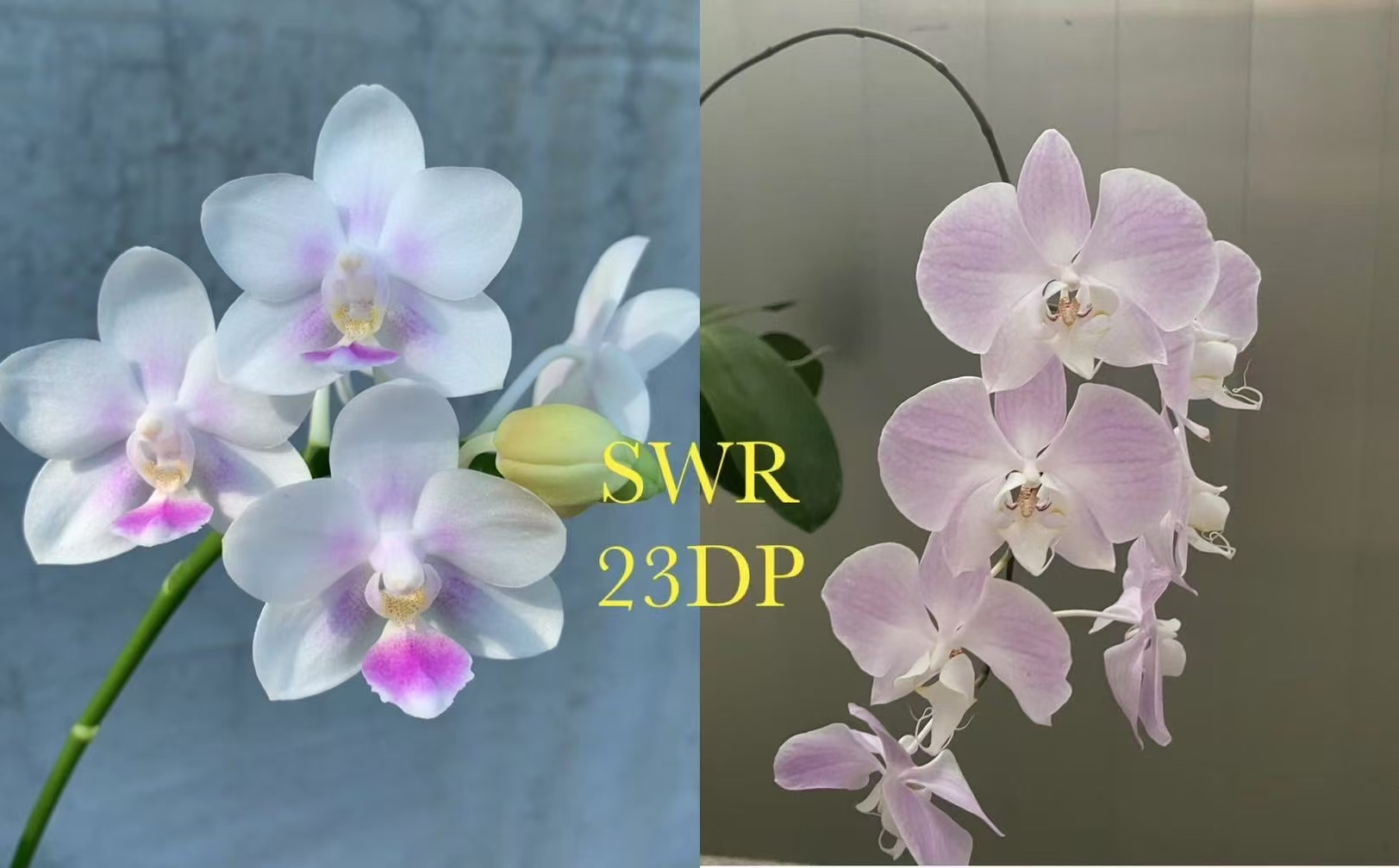 原生蝴蝶兰绿植蝴蝶兰盆栽客厅室内兰花盆栽带花苞兰花SWR23DP