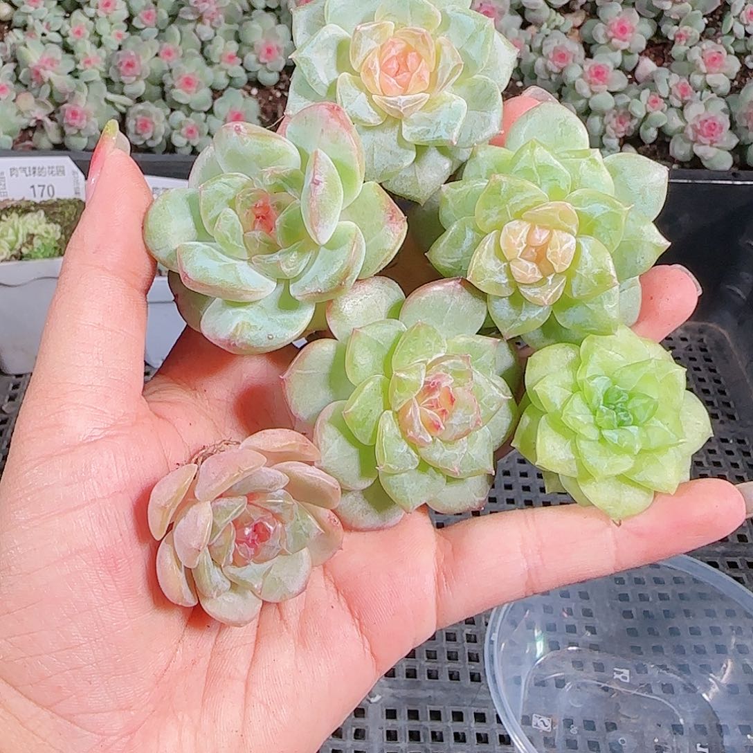 0921---173糖心珍妮