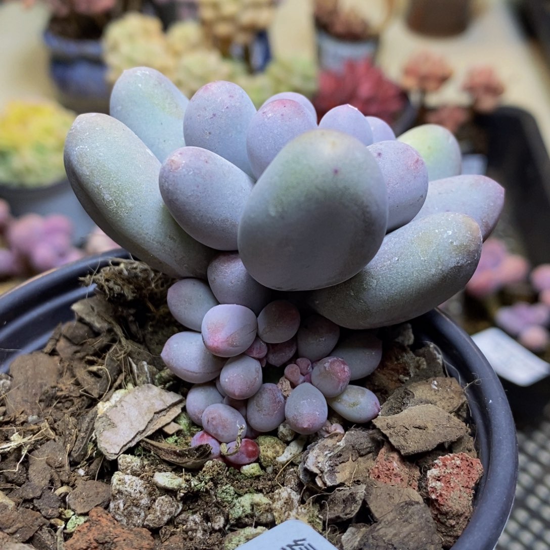 379 米可奶酪6 头