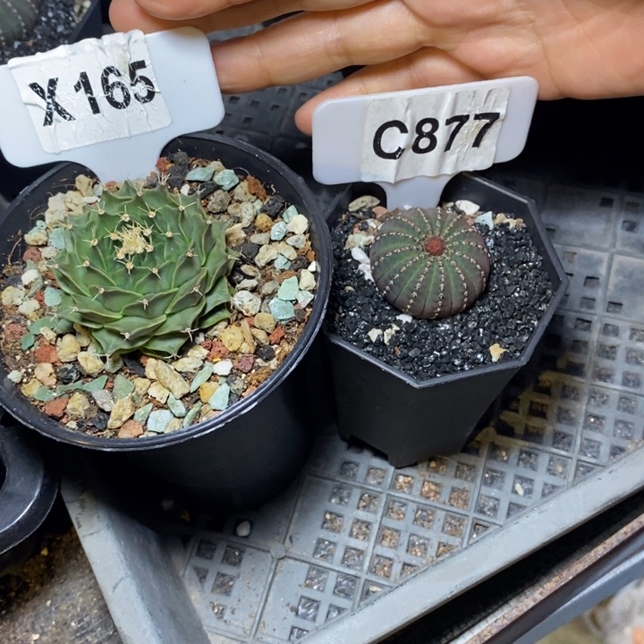 栀**儿福利 2 颗如图所示！！！