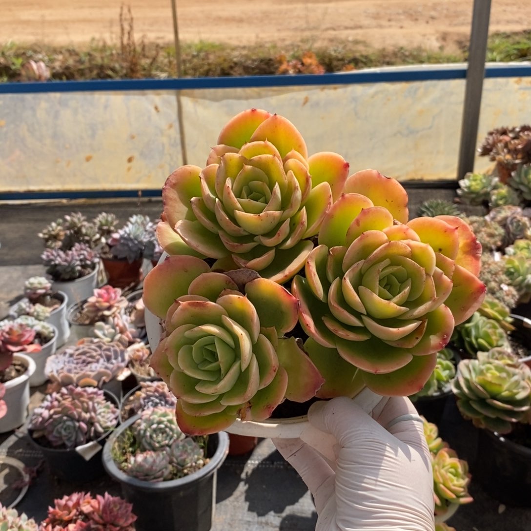 2309星纳塔一物一拍