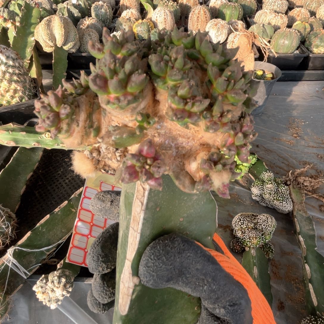 完全开放牡丹牡丹1