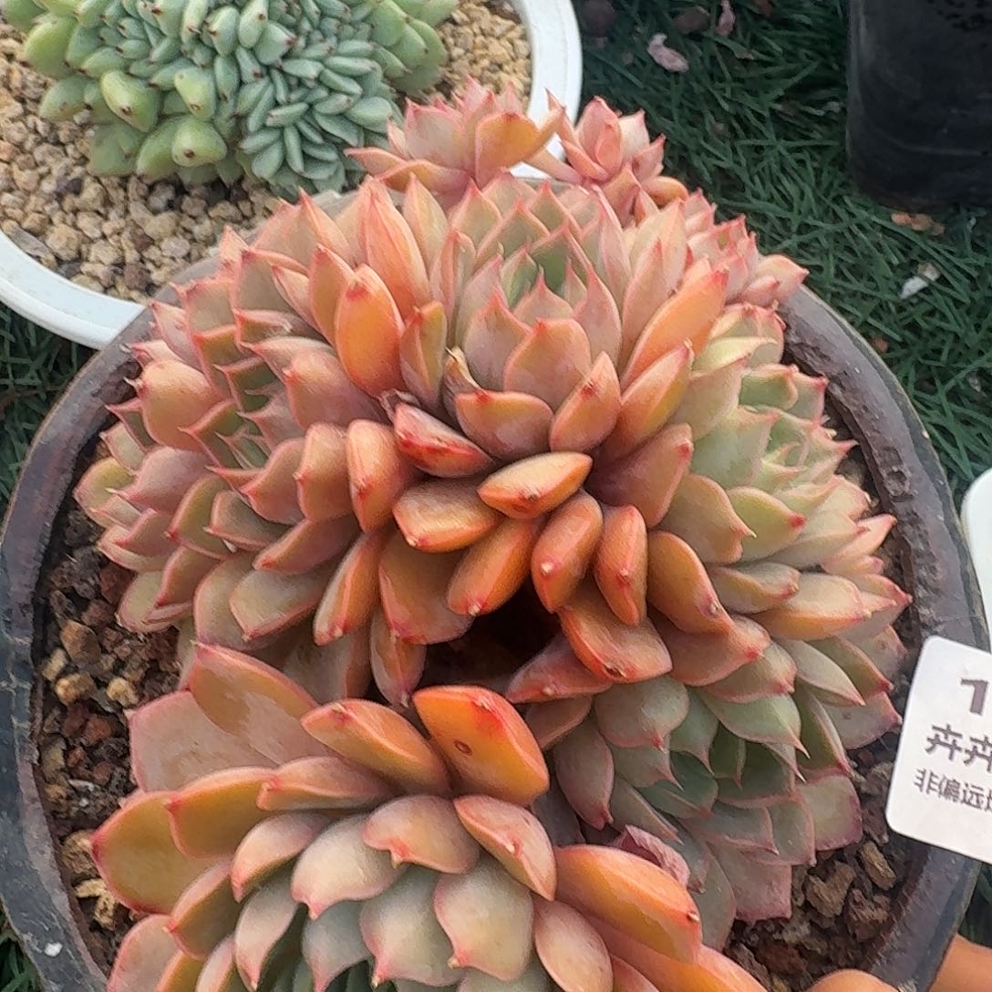 1552一物一拍（满28包邮）