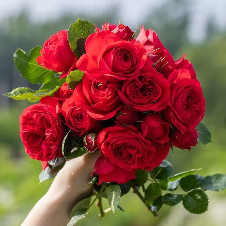 红苹果月季花苗大花浓香开花正红色切花玫瑰四季庭院盆栽花卉欧月