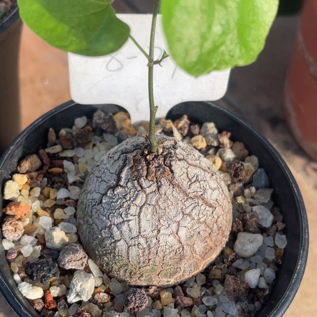 盆栽，龟甲龙4.6公分