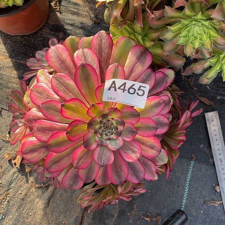冬****的美姬465多肉植物
