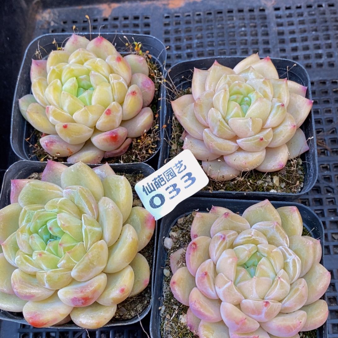 033的人和事都是