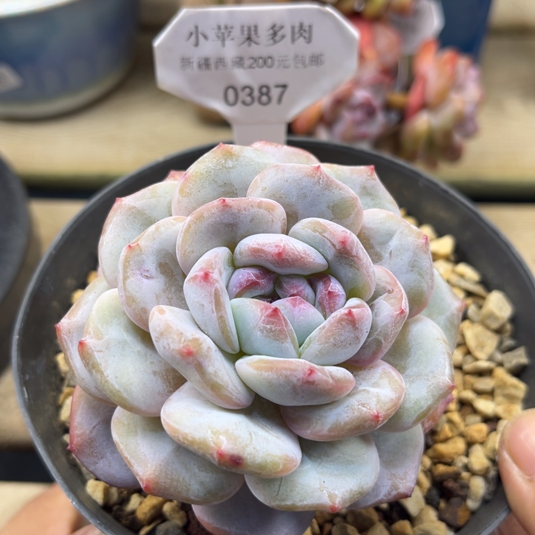 绿底紫心387/8cm单头